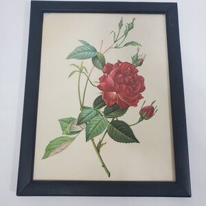 P.J. Redoute Rose Botanical Lithograph Mourlot 12x9.5 Red  Framed Vintage Art